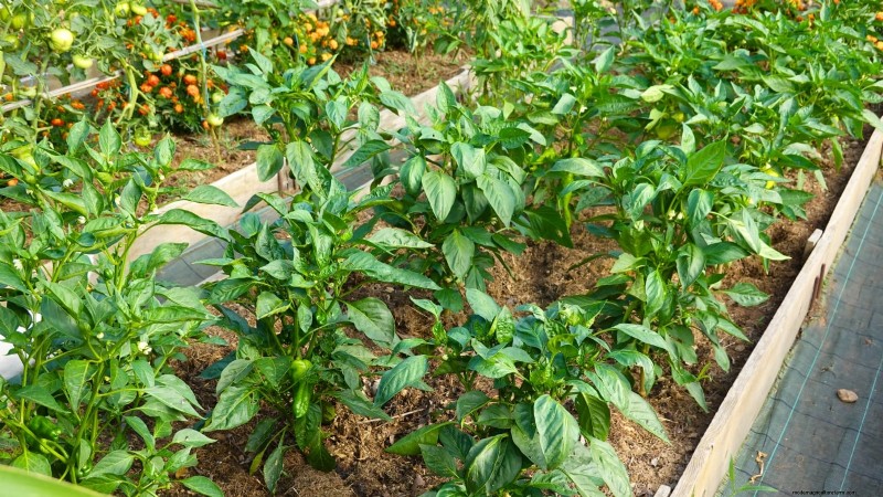 Mastering a Vegetable Garden in USDA Zone 8: Expert Tips & Proven Strategies