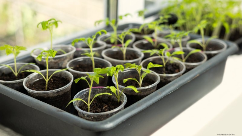 Mastering a Vegetable Garden in USDA Zone 8: Expert Tips & Proven Strategies
