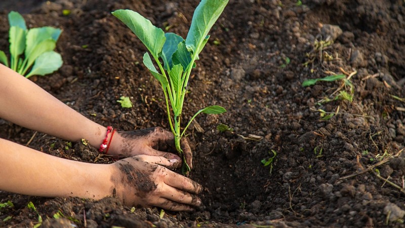 Mastering a Vegetable Garden in USDA Zone 8: Expert Tips & Proven Strategies