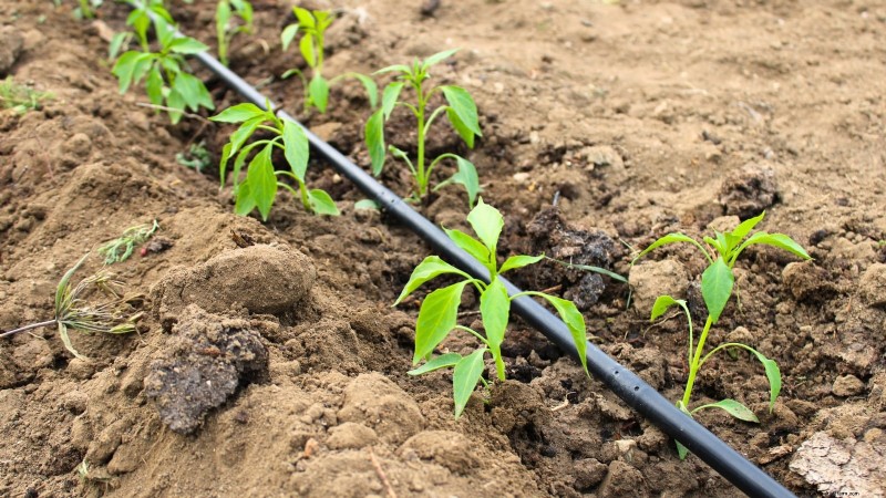 Mastering a Vegetable Garden in USDA Zone 8: Expert Tips & Proven Strategies