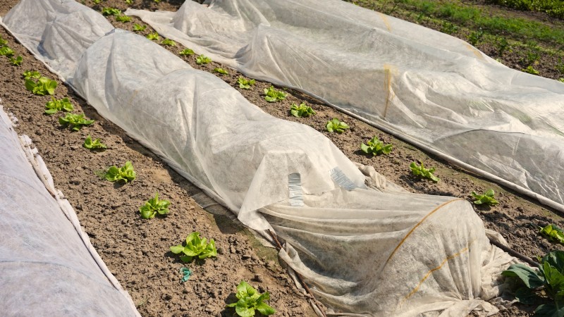 Mastering a Vegetable Garden in USDA Zone 8: Expert Tips & Proven Strategies