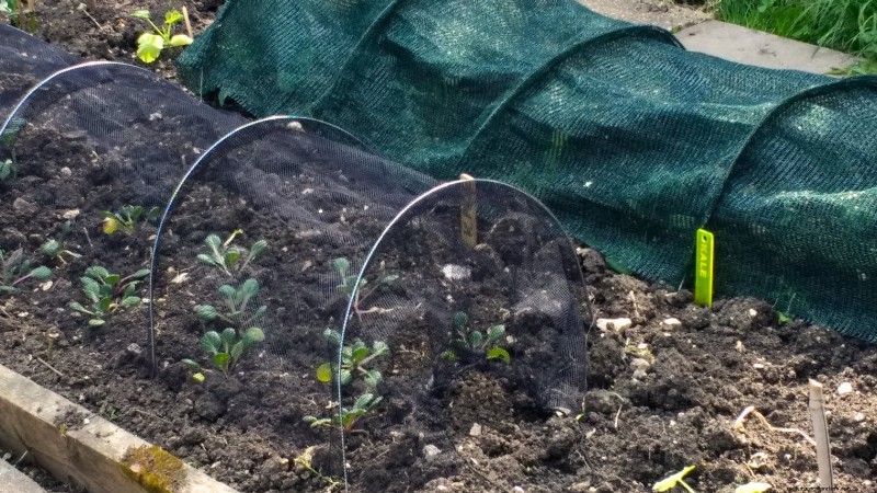 Mastering a Vegetable Garden in USDA Zone 8: Expert Tips & Proven Strategies