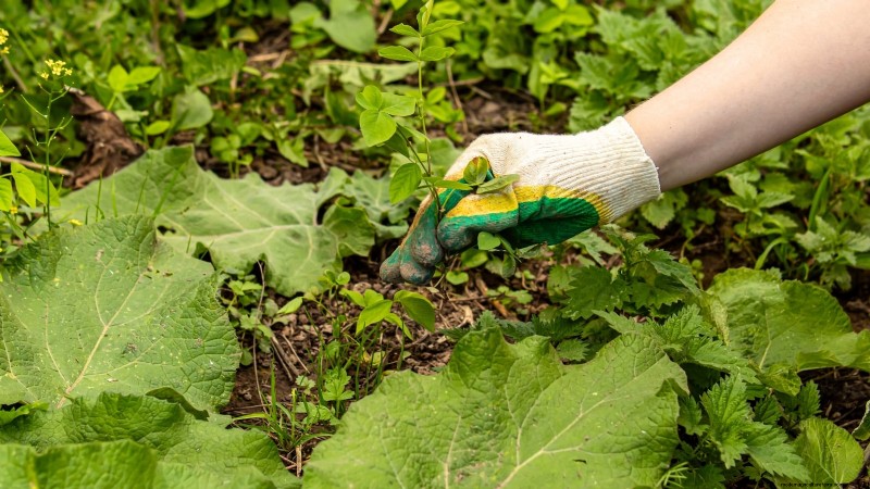 Mastering a Vegetable Garden in USDA Zone 8: Expert Tips & Proven Strategies