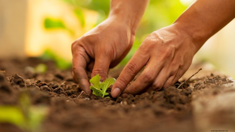 Mastering a Vegetable Garden in USDA Zone 8: Expert Tips & Proven Strategies