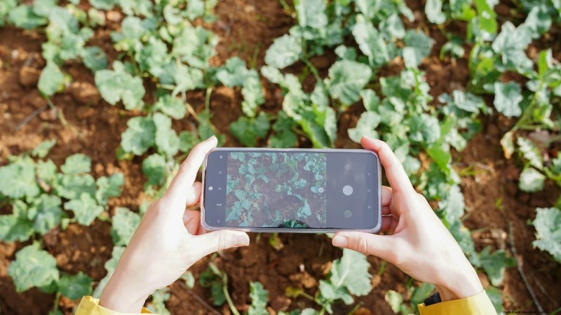 Mastering a Vegetable Garden in USDA Zone 8: Expert Tips & Proven Strategies