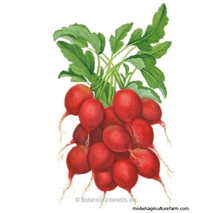 Choosing Radish Varieties: Best Picks for Spring and Fall Planting