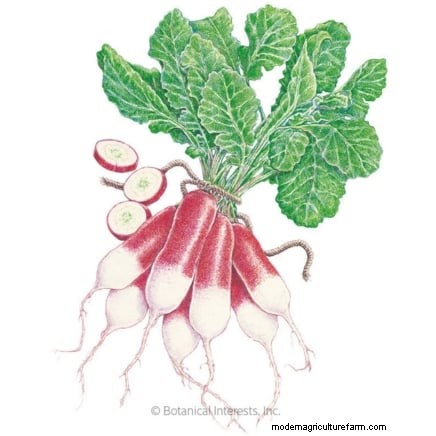 Choosing Radish Varieties: Best Picks for Spring and Fall Planting