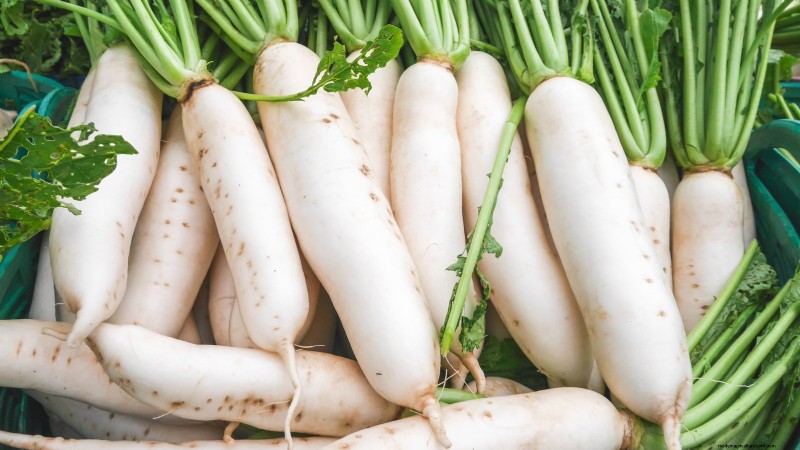 Choosing Radish Varieties: Best Picks for Spring and Fall Planting