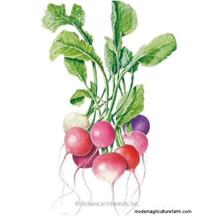 Choosing Radish Varieties: Best Picks for Spring and Fall Planting