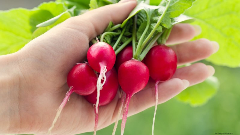 Choosing Radish Varieties: Best Picks for Spring and Fall Planting