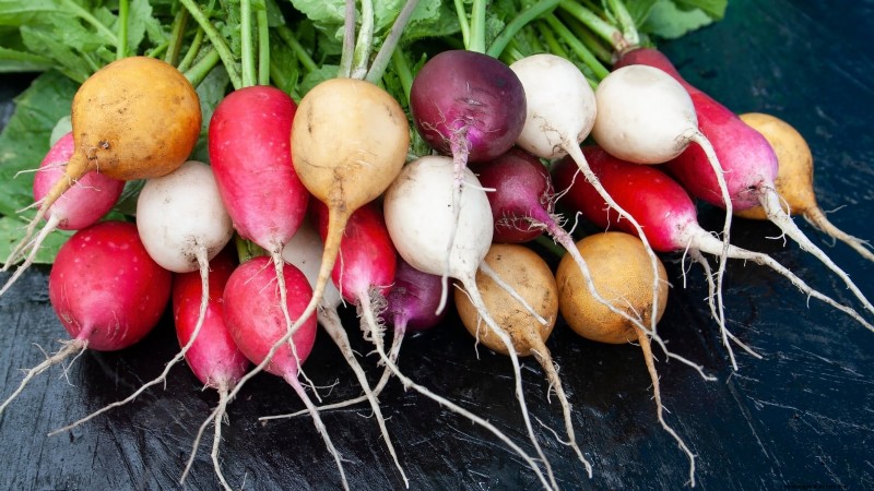 Choosing Radish Varieties: Best Picks for Spring and Fall Planting