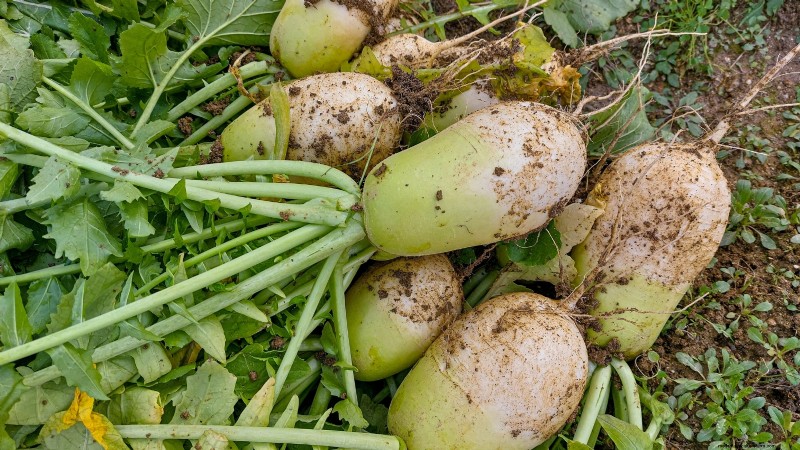 Choosing Radish Varieties: Best Picks for Spring and Fall Planting