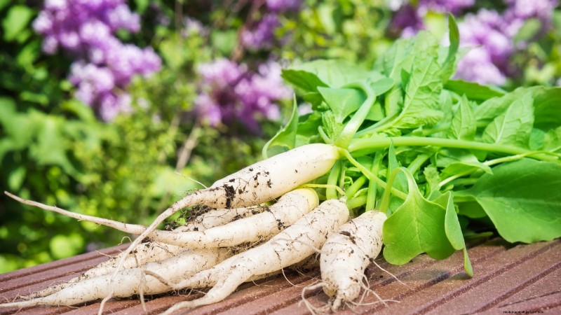 Choosing Radish Varieties: Best Picks for Spring and Fall Planting