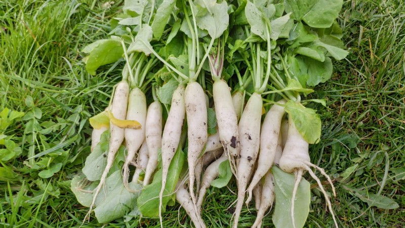 Choosing Radish Varieties: Best Picks for Spring and Fall Planting