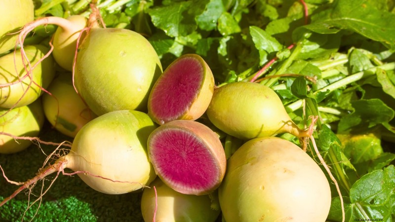 Choosing Radish Varieties: Best Picks for Spring and Fall Planting