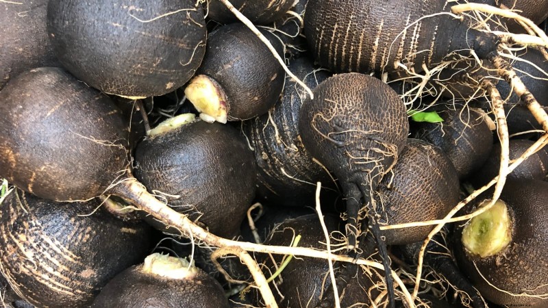 Choosing Radish Varieties: Best Picks for Spring and Fall Planting