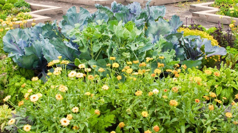 Zone 7 Vegetable Gardening: A Complete Beginner’s Guide