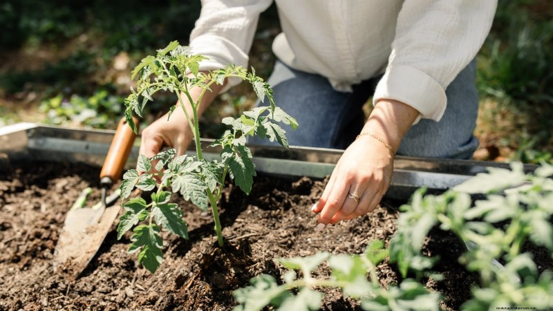 Zone 7 Vegetable Gardening: A Complete Beginner’s Guide
