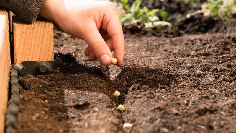Zone 7 Vegetable Gardening: A Complete Beginner’s Guide