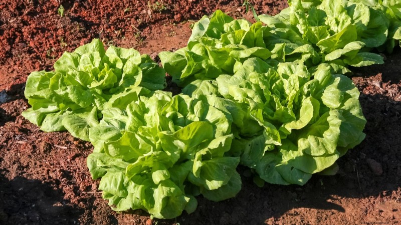 Zone 7 Vegetable Gardening: A Complete Beginner’s Guide