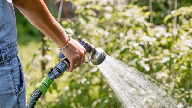 Zone 7 Vegetable Gardening: A Complete Beginner’s Guide