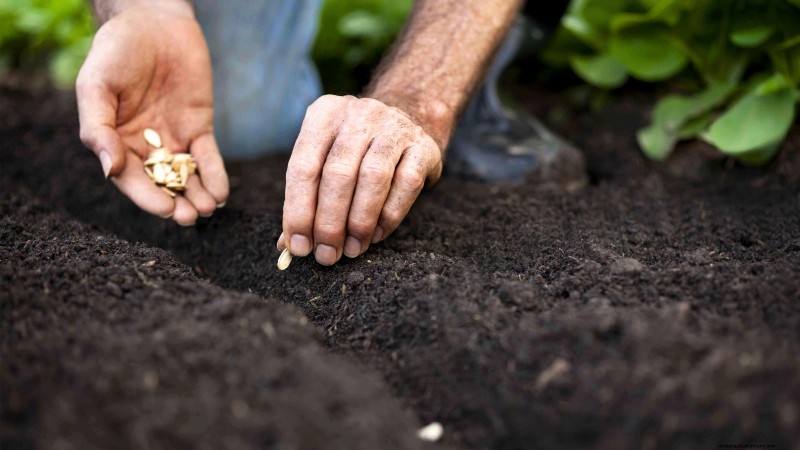 Zone 7 Vegetable Gardening: A Complete Beginner’s Guide