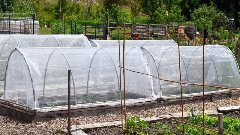 Zone 7 Vegetable Gardening: A Complete Beginner’s Guide