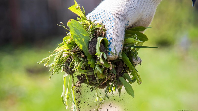 Zone 7 Vegetable Gardening: A Complete Beginner’s Guide