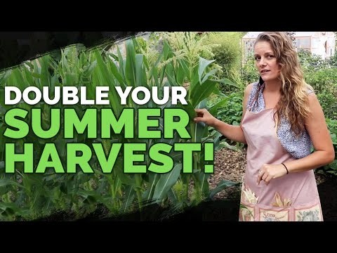 Zone 7 Vegetable Gardening: A Complete Beginner’s Guide