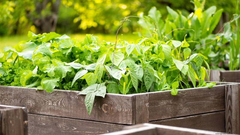 Zone 7 Vegetable Gardening: A Complete Beginner’s Guide