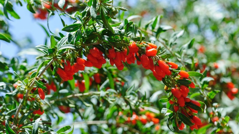 18 Superfoods You Can Grow at Home for a Healthier Lifestyle
