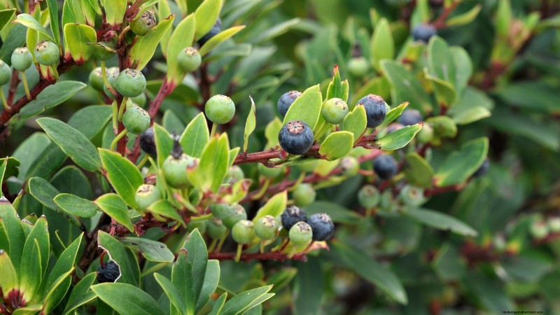 18 Superfoods You Can Grow at Home for a Healthier Lifestyle