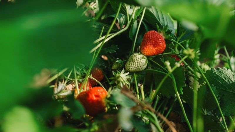 18 Superfoods You Can Grow at Home for a Healthier Lifestyle