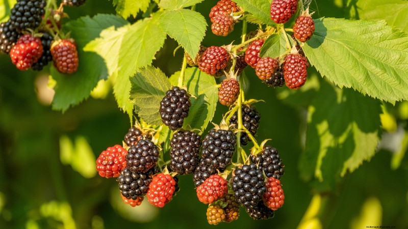 18 Superfoods You Can Grow at Home for a Healthier Lifestyle