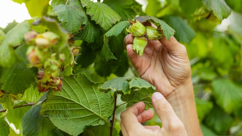 18 Superfoods You Can Grow at Home for a Healthier Lifestyle