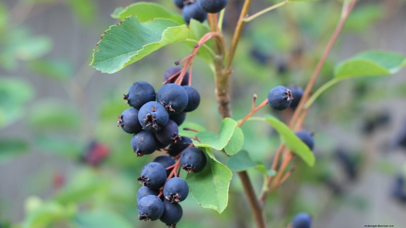 18 Superfoods You Can Grow at Home for a Healthier Lifestyle