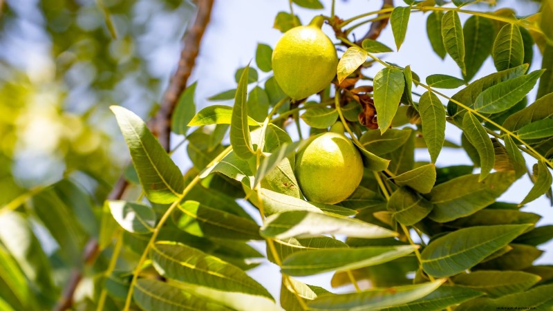 18 Superfoods You Can Grow at Home for a Healthier Lifestyle