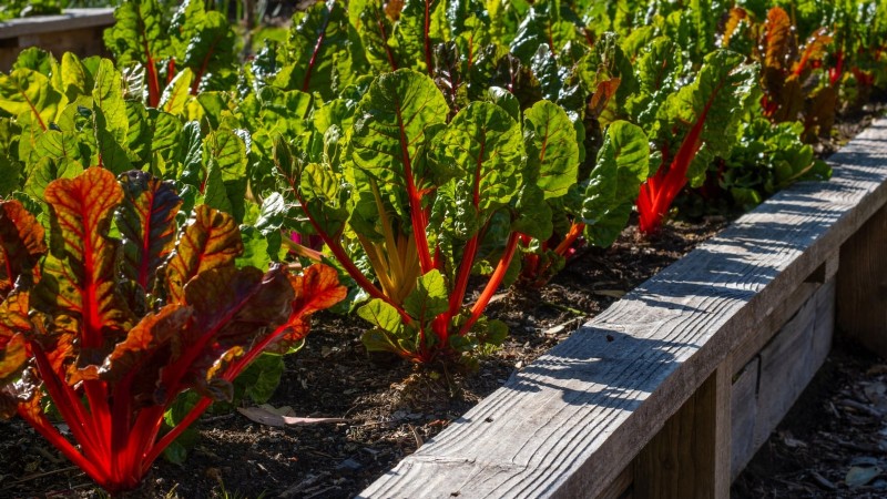 18 Superfoods You Can Grow at Home for a Healthier Lifestyle
