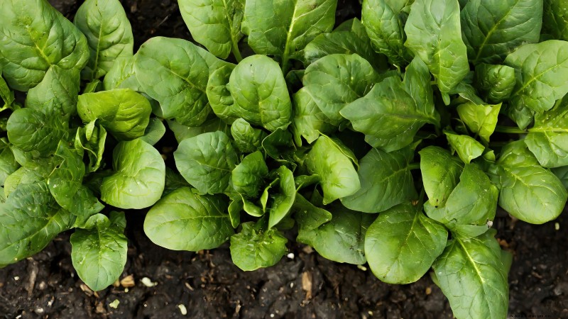 18 Superfoods You Can Grow at Home for a Healthier Lifestyle