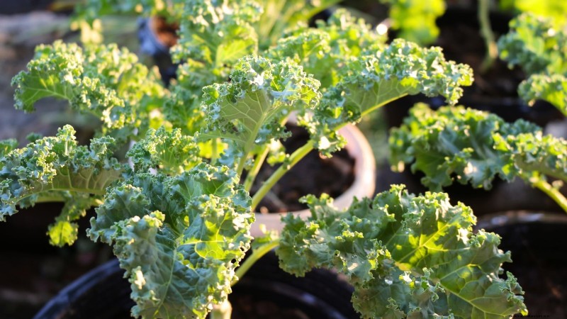 18 Superfoods You Can Grow at Home for a Healthier Lifestyle