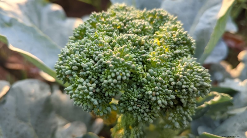 18 Superfoods You Can Grow at Home for a Healthier Lifestyle