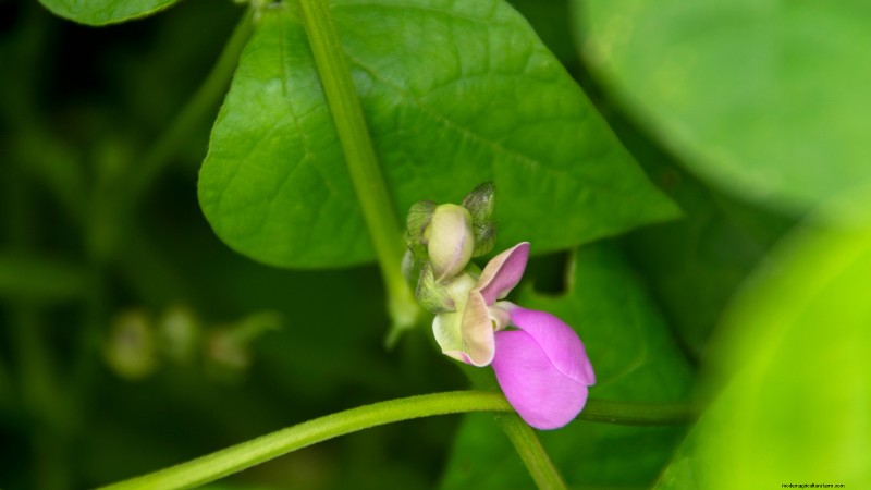 18 Superfoods You Can Grow at Home for a Healthier Lifestyle