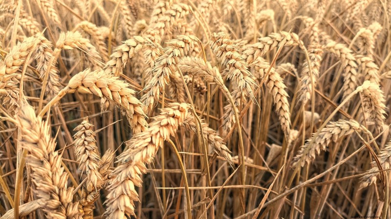 18 Superfoods You Can Grow at Home for a Healthier Lifestyle