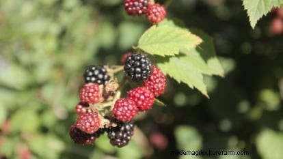 Marionberries: The Ultimate Guide to Growing, Caring, and Enjoying Oregon’s Iconic Berry