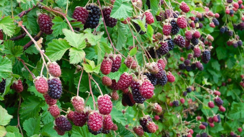 Marionberries: The Ultimate Guide to Growing, Caring, and Enjoying Oregon’s Iconic Berry