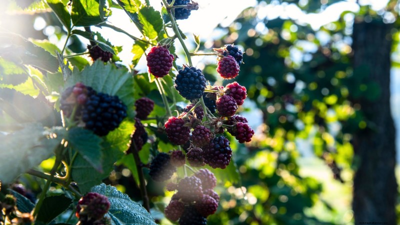 Marionberries: The Ultimate Guide to Growing, Caring, and Enjoying Oregon’s Iconic Berry