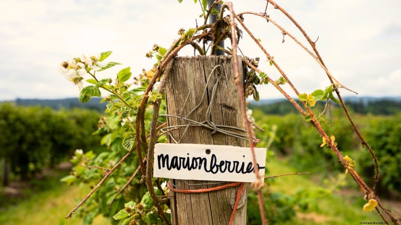 Marionberries: The Ultimate Guide to Growing, Caring, and Enjoying Oregon’s Iconic Berry