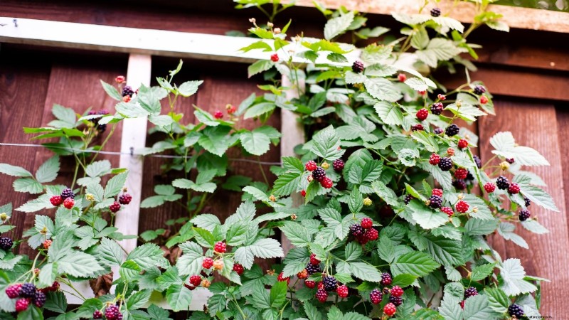 Marionberries: The Ultimate Guide to Growing, Caring, and Enjoying Oregon’s Iconic Berry