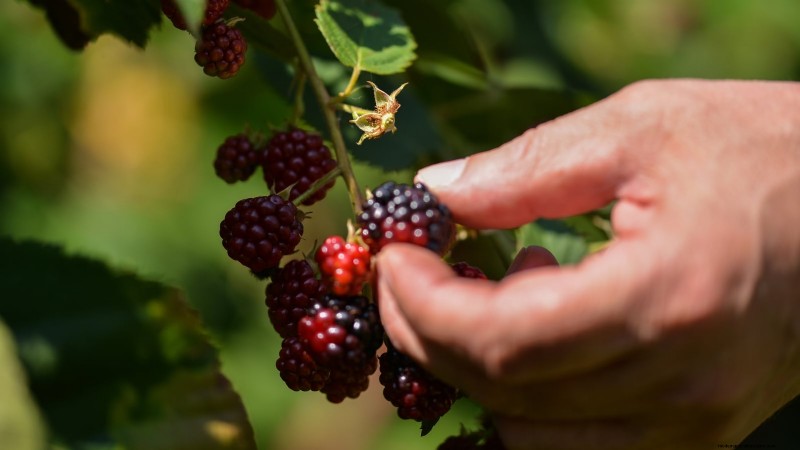 Marionberries: The Ultimate Guide to Growing, Caring, and Enjoying Oregon’s Iconic Berry