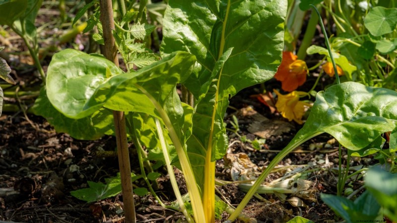 When to Pick 11 Common Crops for Peak Flavor and Freshness
